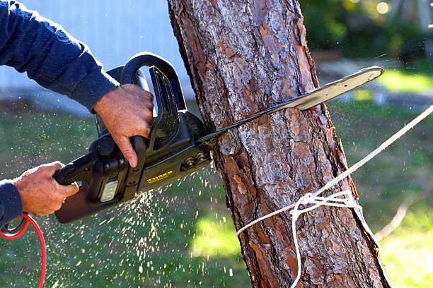 How Our Tree Care Process Works  in  Boyce, LA